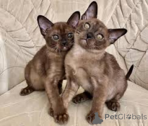Photo №1. burmese cat - for sale in the city of Helsinki | 516$ | Announcement № 166328