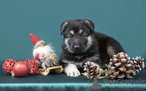 Photo №2 to announcement № 127438 for the sale of east-european shepherd - buy in Latvia 