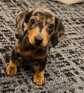 Photo №1. dachshund - for sale in the city of Lissendorf | 361$ | Announcement № 178864