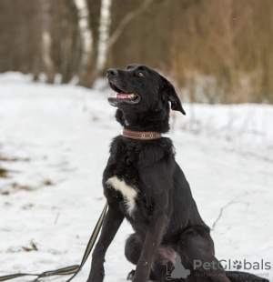 Photo №2 to announcement № 133502 for the sale of non-pedigree dogs - buy in Russian Federation private announcement