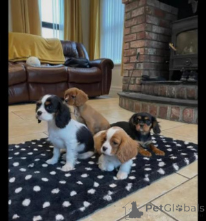 Photo №2 to announcement № 159984 for the sale of cavalier king charles spaniel - buy in Lithuania private announcement