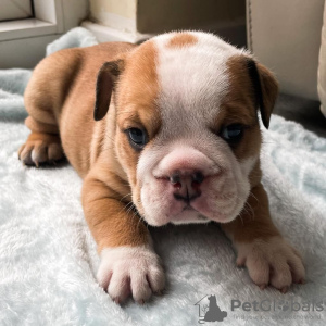 Photo №1. english bulldog - for sale in the city of Leszno | 545$ | Announcement № 10198