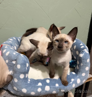 Photo №1. siamese cat - for sale in the city of Leverkusen | 361$ | Announcement № 173928