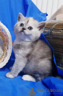 Photo №3. Scottish kitten.. Belarus