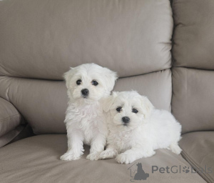 Photo №1. maltese dog - for sale in the city of Helsinki | negotiated | Announcement № 156874