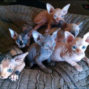 Photo №1. sphynx cat - for sale in the city of Barcelona | 619$ | Announcement № 160911