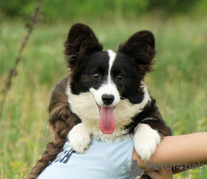 Photo №3. Fluffy girl welsh corgi cardigan.. Italy