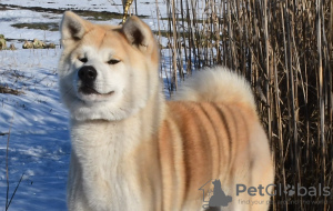 Photo №2 to announcement № 10441 for the sale of akita - buy in Ukraine from nursery