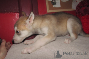 Photo №2 to announcement № 146695 for the sale of german shepherd - buy in United States breeder