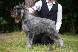 Photo №1. standard schnauzer - for sale in the city of Korolev | 521$ | Announcement № 99533