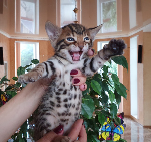 Photo №1. bengal cat - for sale in the city of Simferopol | 650$ | Announcement № 3569