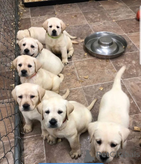 Photo №2 to announcement № 168072 for the sale of labrador retriever - buy in Germany private announcement