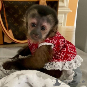 Photo №3. Capuchin monkeys available. Germany