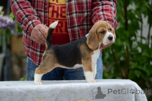 Photo №1. beagle - for sale in the city of Minsk | 194$ | Announcement № 168999