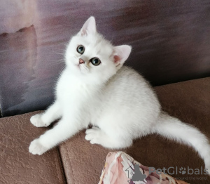 Photo №2 to announcement № 6362 for the sale of british shorthair - buy in Belarus private announcement