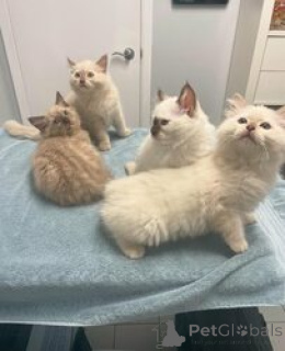 Photo №1. ragdoll - for sale in the city of Antwerp | Is free | Announcement № 154163