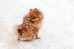 Additional photos: Pomeranian puppy