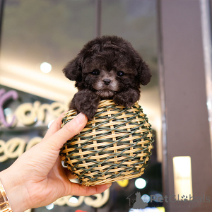Photo №4. I will sell poodle (toy) in the city of Charlotte. breeder - price - 450$