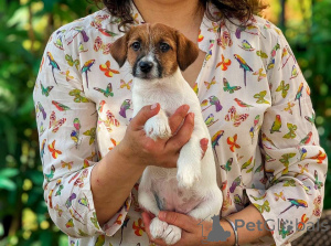 Photo №3. Puppy Jack Russell Terrier with Champions. Russian Federation