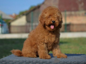 Photo №3. Dwarf poodle, male puppy. Serbia