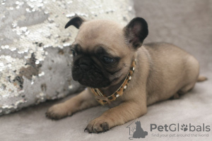 Photo №1. pug - for sale in the city of Bremen | 396$ | Announcement № 96063