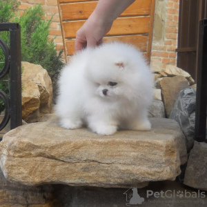 Photo №3. Pomeranian Puppies for sale. Germany