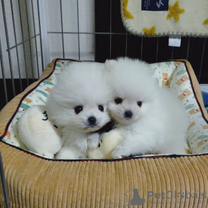Photo №4. I will sell pomeranian in the city of London. breeder - price - negotiated