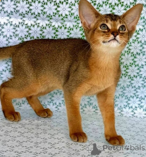 Photo №1. abyssinian cat - for sale in the city of Alpbach | 361$ | Announcement № 171160