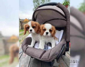 Photo №2 to announcement № 64611 for the sale of cavalier king charles spaniel - buy in United States breeder