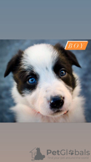 Photo №4. I will sell border collie in the city of Bönningstedt. breeder - price - 581$