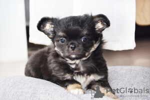 Photo №2 to announcement № 17613 for the sale of chihuahua - buy in Belarus from nursery, breeder