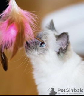 Photo №1. ragdoll - for sale in the city of Гамбург | 370$ | Announcement № 101789