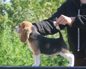 Photo №1. beagle - for sale in the city of Minsk | 665$ | Announcement № 2899