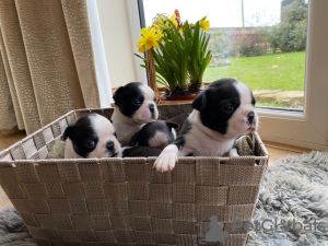 Photo №1. boston terrier - for sale in the city of Uppsala | Is free | Announcement № 97551