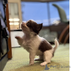 Photo №3. Chihuahua-Welpen zu verkaufen. Germany