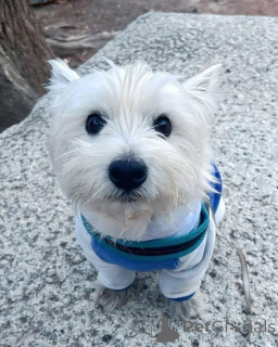 Photo №3. Free rescued westie for adoption only. United Kingdom