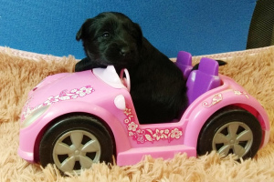 Photo №4. I will sell tibetan terrier in the city of Tver.  - price - Negotiated