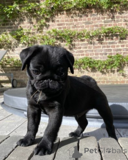Photo №4. I will sell pug in the city of Manila. private announcement - price - negotiated