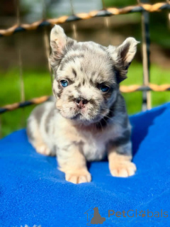 Photo №3. Beautiful french bulldog puppies Business whatsapp447400576553. Finland