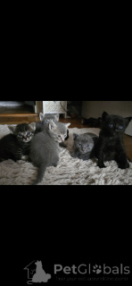 Photo №2 to announcement № 152172 for the sale of siamese cat - buy in Switzerland 