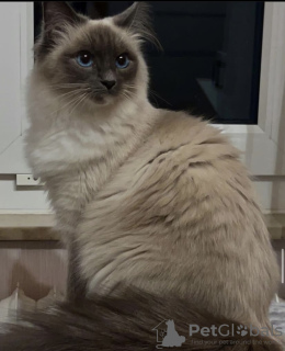 Photo №4. I will sell birman in the city of Munich. private announcement, breeder - price - 423$