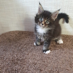 Photo №2 to announcement № 3741 for the sale of maine coon - buy in Russian Federation from nursery