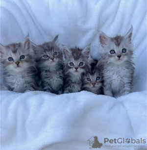 Photo №1. maine coon - for sale in the city of Saarbrücken | 188$ | Announcement № 132444