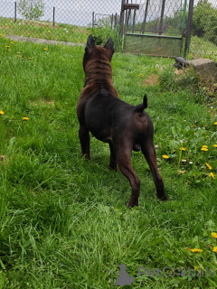 Photo №4. I will sell  in the city of Nakło Śląskie. breeder - price - 151$