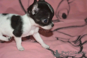 Photo №2 to announcement № 167161 for the sale of chihuahua - buy in United States breeder