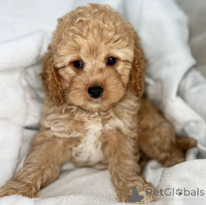 Photo №4. I will sell poodle (toy) in the city of Tübingen. breeder - price - negotiated