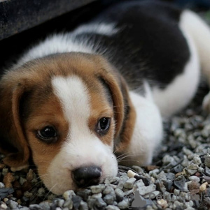 Additional photos: Adorable little beagle puppies for sale