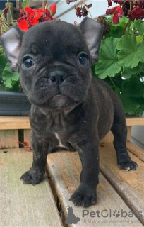 Photo №2 to announcement № 112147 for the sale of french bulldog - buy in Germany private announcement