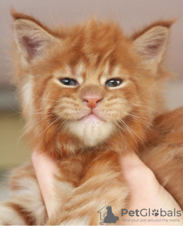 Photo №4. I will sell maine coon in the city of Berlin.  - price - 528$