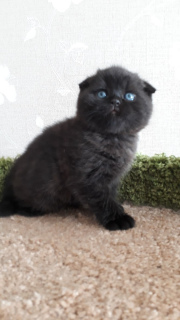 Photo №4. I will sell scottish fold in the city of St. Petersburg. breeder - price - 254$